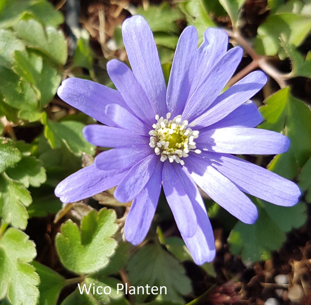 Anemone apennina ‘Petrovac’ – WicoPlanten