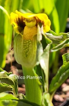Arisaema flavum