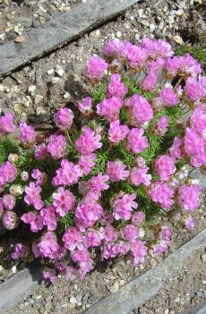 Armeria juniperifolia