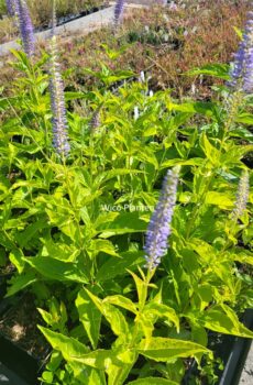 Veronicastrum sibiricum f. glabratum