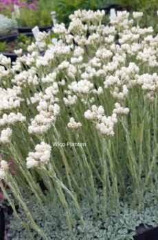 Antennaria dioica 'Alba'