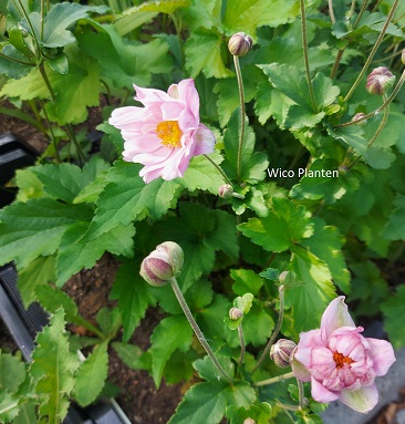 Anemone x hybrida 'Königin Charlotte' – WicoPlanten