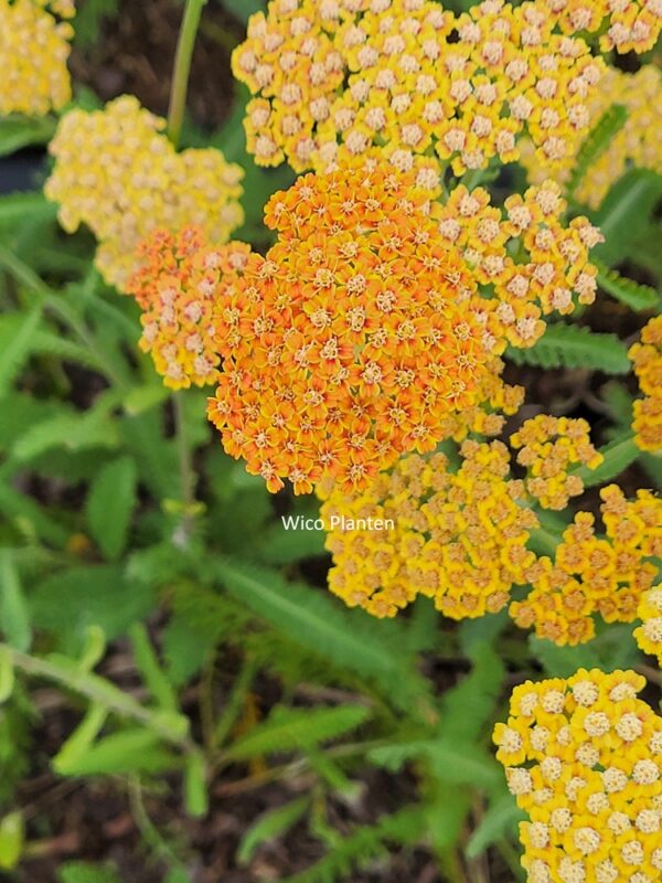 Achillea 'Terracotta'