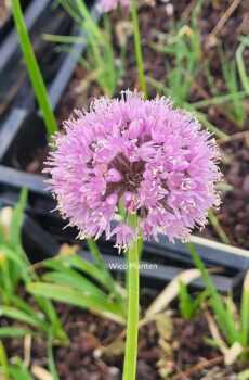 Allium nutans 'Esmee'