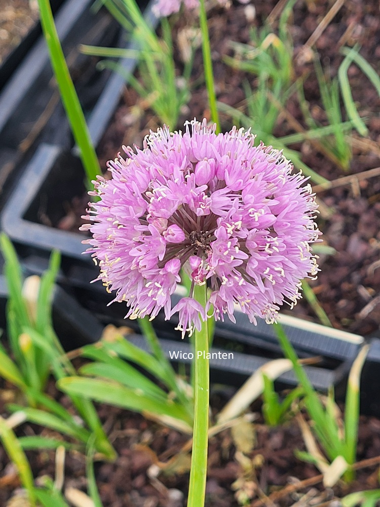 Allium nutans 'Esmee'