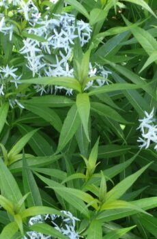 Amsonia tabernaemontana