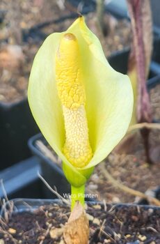 Amorphophallus albus