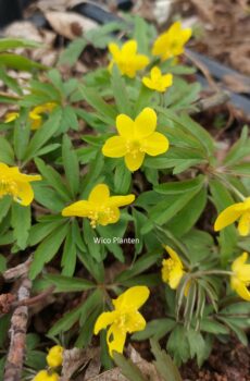 Anemone ranunculoides 'Avon'