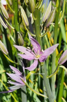 Camassia leichtlinii 'Sweet Candle'