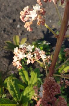 Rodgersia 'Joop Ploeger'