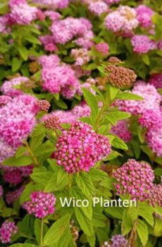 Spiraea japonica 'Fenna' PBR
