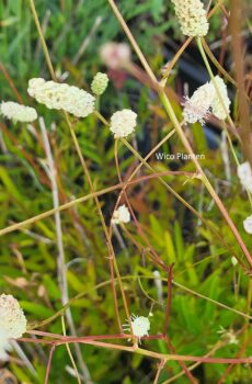 Sanguisorba 'Burr Blanc'