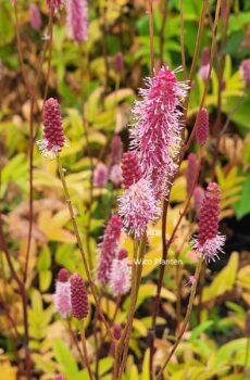 Sanguisorba 'Blackthorn'