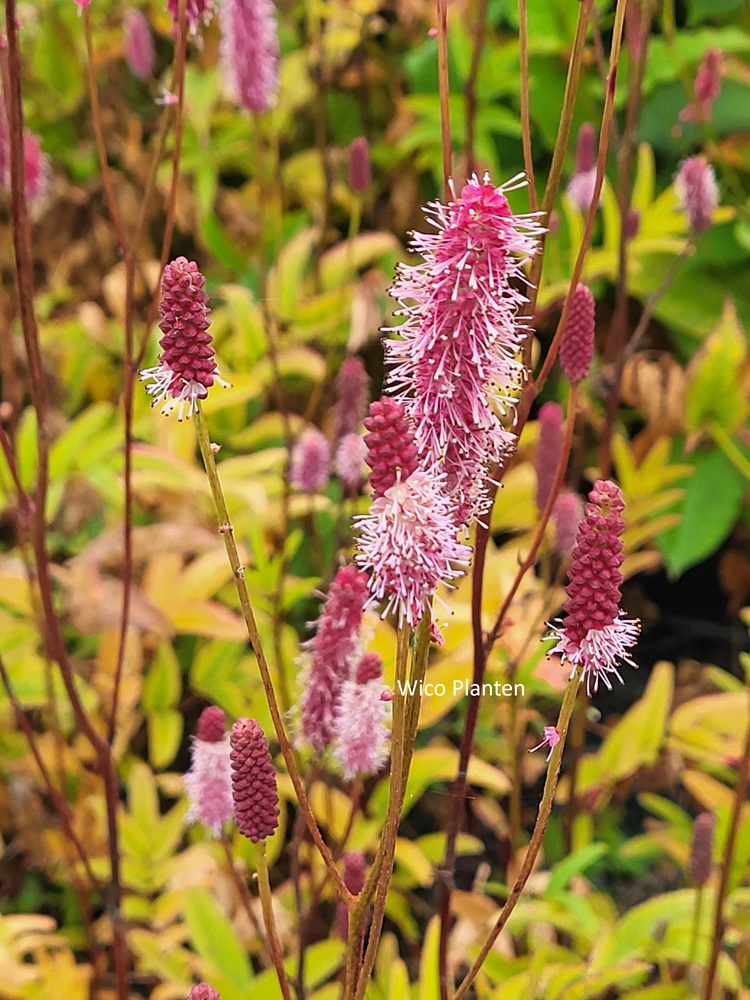 Sanguisorba 'Blackthorn'