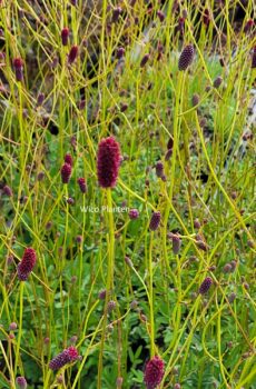 Sanguisorba 'Maartjes Merlot'