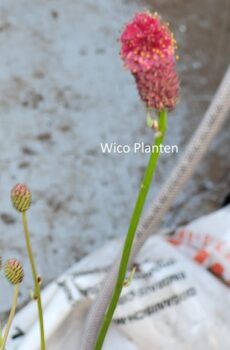 Sanguisorba officinalis 'Arnhem'