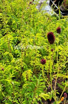 Sanguisorba officinalis 'Martin's Mulberry'