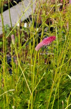 Sanguisorba 'Scapino'