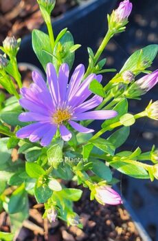 Aster 'Treffpunkt'
