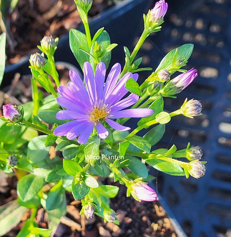 Aster 'Treffpunkt'