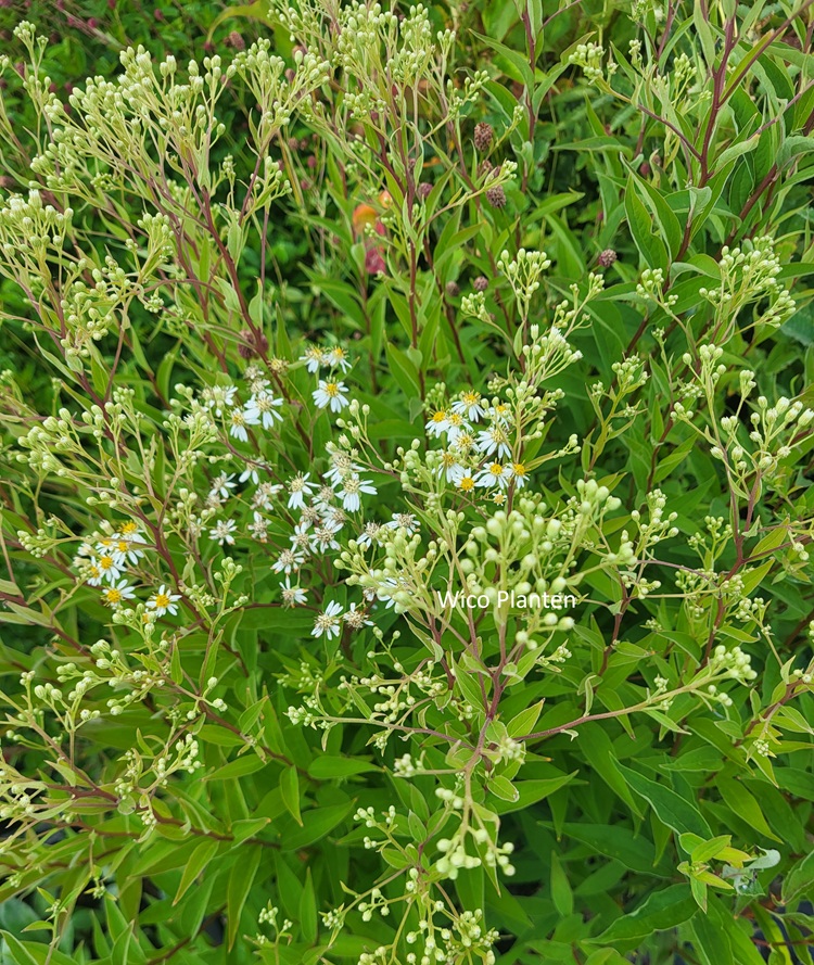 Aster umbellatus - Afbeelding 2